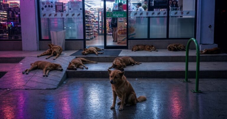 Straßenhunde vor einem 7-Eleven in Thailand bei Nacht